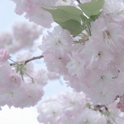 Furry插画光影灵感FurryQQ群